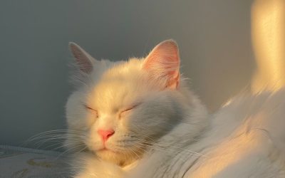 Catnap – The Daily PPILL #254